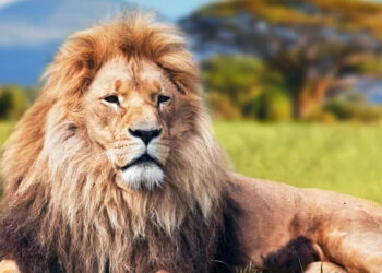 Amazon Cloud Revenue Jumps 32% to $13.5B in Q1